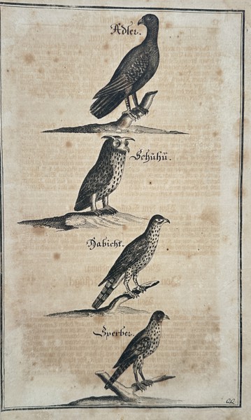 Johann Friedrich von Flemming (1670–1733) – Birds of Prey: Eagle, Eagle-Owl, Goshawk, and Sparrowhawk – Copperplate engraving (c. 1719–1749)