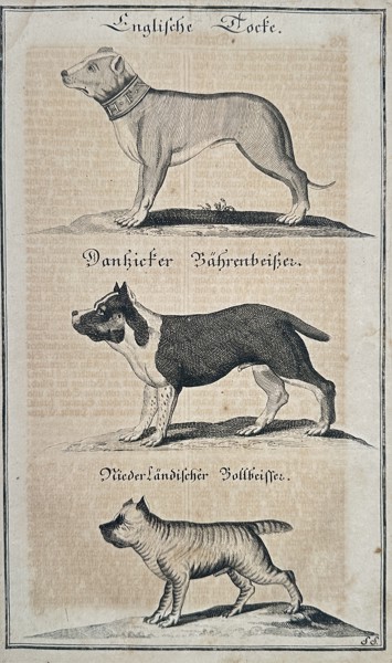 Johann Friedrich von Flemming (1670–1733) – Hunting Dog Breeds: Mastiff and Bulldog Types – Copperplate engraving (c. 1719–1749)