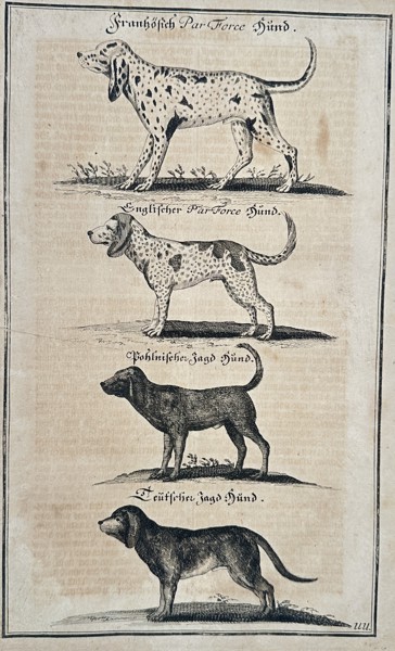 Johann Friedrich von Flemming (1670–1733) – Hunting Dog Breeds: Hounds and Pointers – Copperplate engraving (c. 1719–1749)