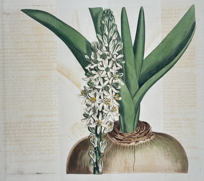 William Curtis (1746–1799) – Bulbous Plant with White Flowers – Hand-colored copperplate engraving (18th Century)