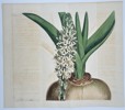 William Curtis (1746–1799) – Bulbous Plant with White Flowers – Hand-colored copperplate engraving (18th Century)