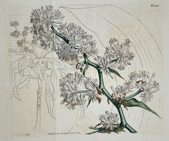 William Curtis (1746–1799) – Fan Aloe (Aloe plicata) – Hand-colored copperplate engraving (1808)