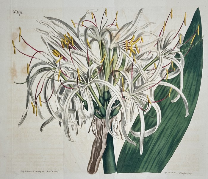 William Curtis (1746–1799) – Asiatic Crinum Lily (Crinum asiaticum) – Hand-colored copperplate engraving (1807)