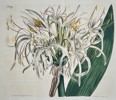 William Curtis (1746–1799) – Asiatic Crinum Lily (Crinum asiaticum) – Hand-colored copperplate engraving (1807)