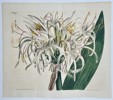 William Curtis (1746–1799) – Asiatic Crinum Lily (Crinum asiaticum) – Hand-colored copperplate engraving (1807)
