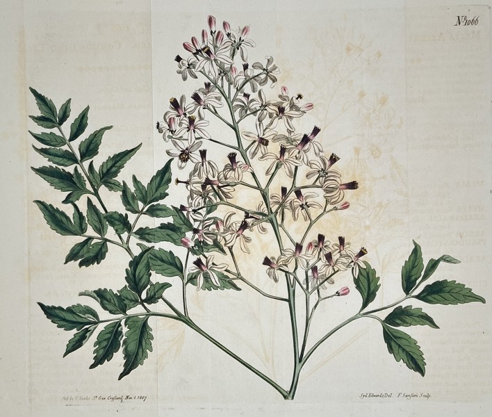 William Curtis (1746–1799) – China Berry (Melia azedarach) – Hand-colored copperplate engraving (1807)
