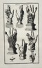 Bernard de Montfaucon (1655–1741) – Votive Hands (Mains Votives) and Sabazios Symbols – Copperplate engraving (c. 1719–1724)