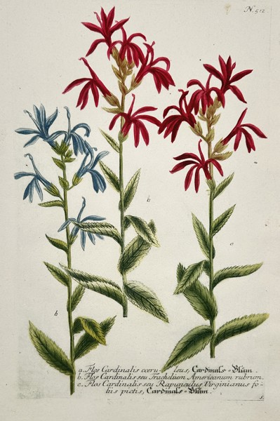 Johann Wilhelm Weinmann (1683–1741) – Cardinal Flower and Blue Cardinal Flower (Lobelia species) – Hand-colored copperplate engraving (c. 1737–1745)