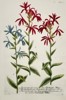 Johann Wilhelm Weinmann (1683–1741) – Cardinal Flower and Blue Cardinal Flower (Lobelia species) – Hand-colored copperplate engraving (c. 1737–1745)
