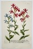 Johann Wilhelm Weinmann (1683–1741) – Cardinal Flower and Blue Cardinal Flower (Lobelia species) – Hand-colored copperplate engraving (c. 1737–1745)