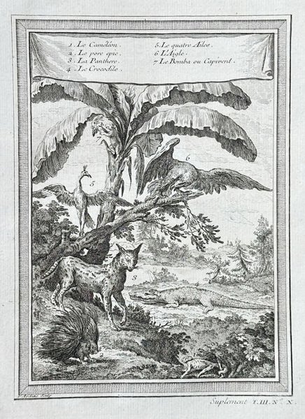 Antoine-François Prévost – African Animals, Including Chameleon, Porcupine – Copperplate Engraving