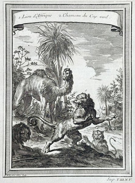 Antoine-François Prévost (1697–1763) – African Lion and Camel of Cape Verde – Copperplate Engraving
