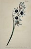 William Curtis (1746–1799) - Botanical Illustration White and Pale Blue Petals - Hand-colored Engraving (1804)