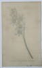 William Curtis (1746–1799) - Botanical Illustration White and Pale Blue Petals - Hand-colored Engraving (1804)