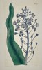 William Curtis (1746–1799) - Botanical Illustration from The Botanical Magazine - Hand-colored Engraving (1808)