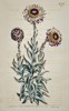 William Curtis (1746–1799) - Botanical Illustration Xeranthemum genus - Hand-colored Engraving (1804)