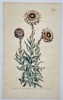 William Curtis (1746–1799) - Botanical Illustration Xeranthemum genus - Hand-colored Engraving (1804)