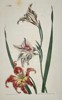 William Curtis (1746–1799) - Amaryllis Equestris - Hand-colored Engraving (1807)