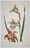 William Curtis (1746–1799) - Amaryllis Equestris - Hand-colored Engraving (1807)