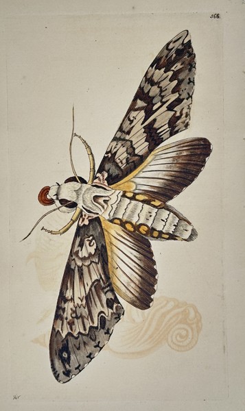 Frederick Polydore Nodder (Active 1770–1800) - Sphinx Moth - Hand-colored Engraving (Late 18th Century)
