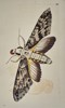 Frederick Polydore Nodder (Active 1770–1800) - Sphinx Moth - Hand-colored Engraving (Late 18th Century)