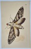 Frederick Polydore Nodder (Active 1770–1800) - Sphinx Moth - Hand-colored Engraving (Late 18th Century)