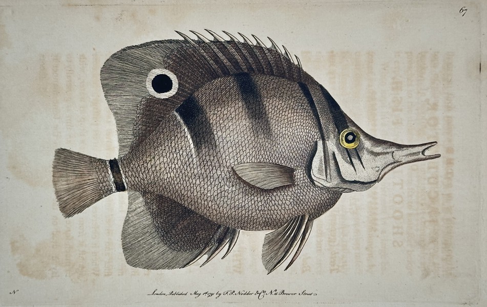 Richard Polydore Nodder (Active 1790–1830s) - Striped Snoutfish - Hand-colored Engraving (1802)