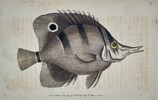 Richard Polydore Nodder (Active 1790–1830s) - Striped Snoutfish - Hand-colored Engraving (1802)
