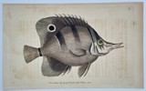 Richard Polydore Nodder (Active 1790–1830s) - Striped Snoutfish - Hand-colored Engraving (1802)