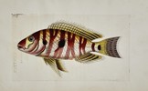 Richard Polydore Nodder (Active 1790–1830s) - Red-Banded Tropical Fish - Hand-colored Engraving (Early 19th Century)