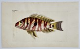 Richard Polydore Nodder (Active 1790–1830s) - Red-Banded Tropical Fish - Hand-colored Engraving (Early 19th Century)