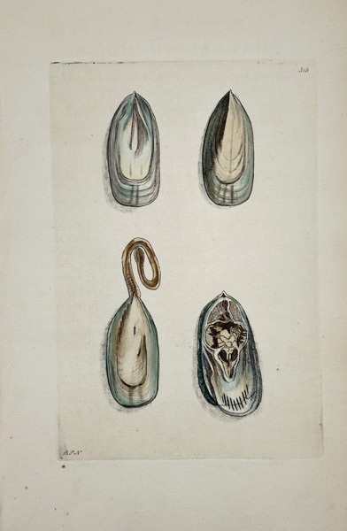 Richard Polydore Nodder (Active 1790–1830s) - Views of a Marine Mussel - Hand-colored Engraving (Early 19th Century)