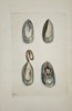 Richard Polydore Nodder (Active 1790–1830s) - Views of a Marine Mussel - Hand-colored Engraving (Early 19th Century)