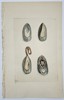 Richard Polydore Nodder (Active 1790–1830s) - Views of a Marine Mussel - Hand-colored Engraving (Early 19th Century)
