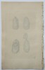 Richard Polydore Nodder (Active 1790–1830s) - Views of a Marine Mussel - Hand-colored Engraving (Early 19th Century)