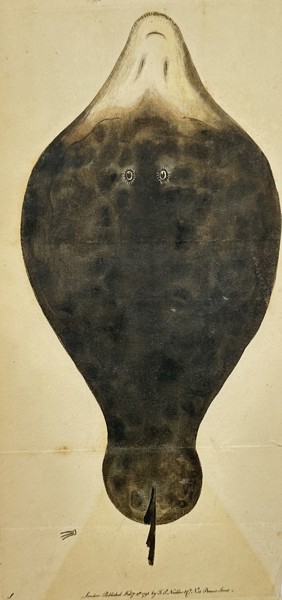 Richard Polydore Nodder (Active 1790–1830s) - Dorsal View of a Skate - Hand-colored Engraving (1802)