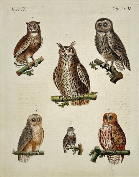 Friedrich Johann Justin Bertuch (1747–1822) - Six Species of Owls - Hand-colored Engraving (Late 18th Century)