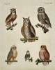 Friedrich Johann Justin Bertuch (1747–1822) - Six Species of Owls - Hand-colored Engraving (Late 18th Century)