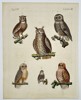 Friedrich Johann Justin Bertuch (1747–1822) - Six Species of Owls - Hand-colored Engraving (Late 18th Century)