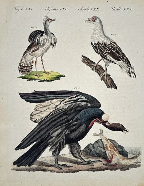 Friedrich Johann Justin Bertuch (1747–1822) - Vultures, Bustard, and Birds of Prey - Hand-colored Engraving (Early 19th Century)