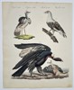 Friedrich Johann Justin Bertuch (1747–1822) - Vultures, Bustard, and Birds of Prey - Hand-colored Engraving (Early 19th Century)