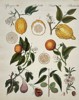 Friedrich Johann Justin Bertuch (1747–1822) - Citrus and Figs - Hand-colored Engraving (Late 18th Century)