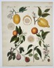 Friedrich Johann Justin Bertuch (1747–1822) - Citrus and Figs - Hand-colored Engraving (Late 18th Century)
