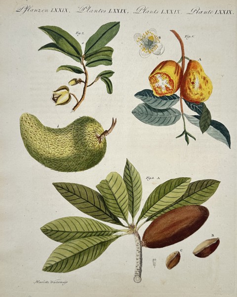 Friedrich Johann Justin Bertuch (1747–1822) - Tropical Fruits - Hand-colored Engraving (Early 19th Century)