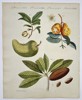Friedrich Johann Justin Bertuch (1747–1822) - Tropical Fruits - Hand-colored Engraving (Early 19th Century)
