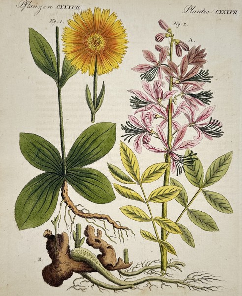 Friedrich Johann Justin Bertuch (1747–1822) - Leopard's Bane and Dittany - Hand-colored Engraving (Early 19th Century)