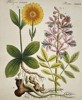 Friedrich Johann Justin Bertuch (1747–1822) - Leopard's Bane and Dittany - Hand-colored Engraving (Early 19th Century)