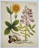 Friedrich Johann Justin Bertuch (1747–1822) - Leopard's Bane and Dittany - Hand-colored Engraving (Early 19th Century)