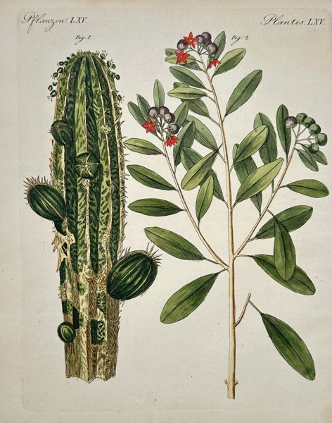 Friedrich Johann Justin Bertuch (1747–1822) - Cactus and Berry Shrub - Hand-colored Engraving (Early 19th Century)