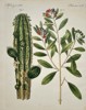 Friedrich Johann Justin Bertuch (1747–1822) - Cactus and Berry Shrub - Hand-colored Engraving (Early 19th Century)
